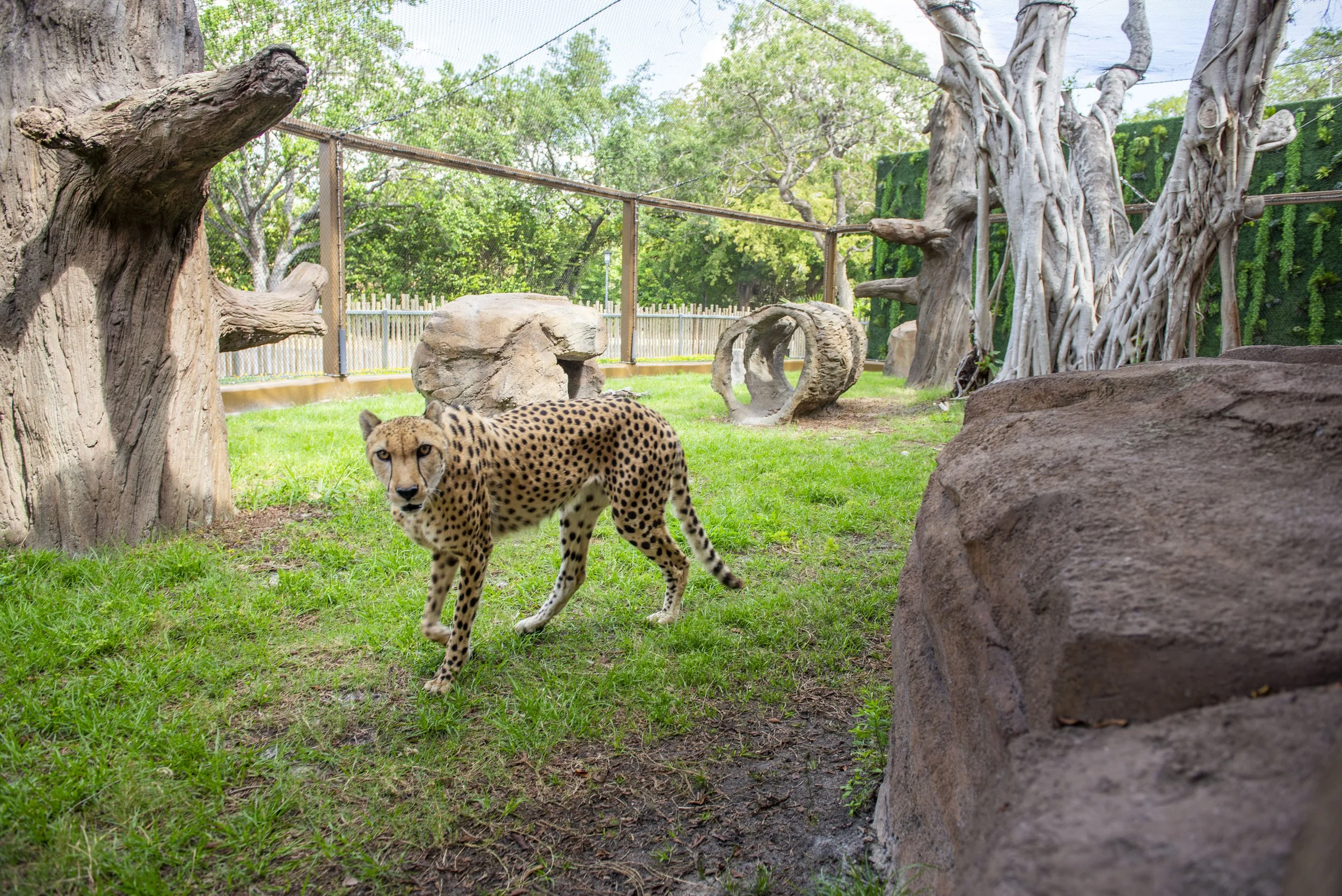 Zoo Miami | Wild Connection — ELM ARCH